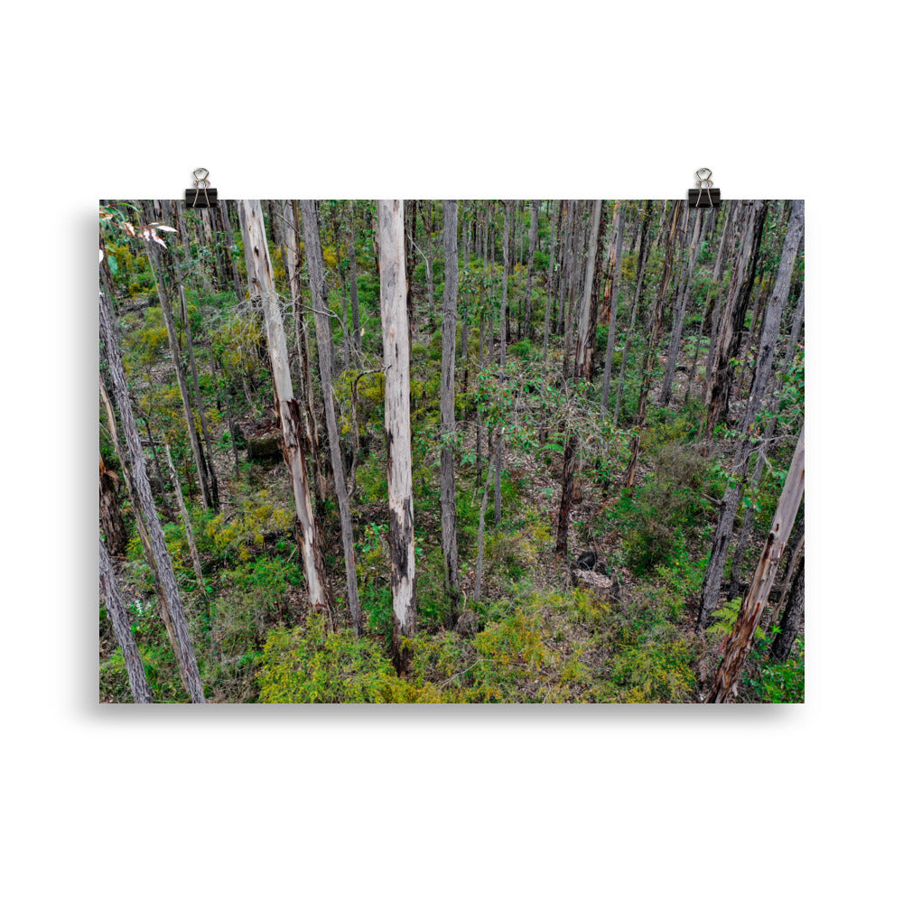 Glenoran Forest - Western Australia