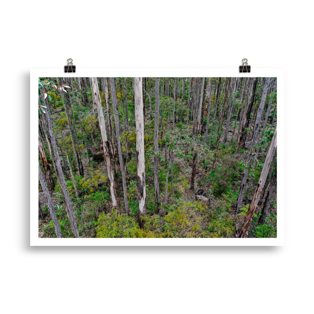 Glenoran Forest - Western Australia